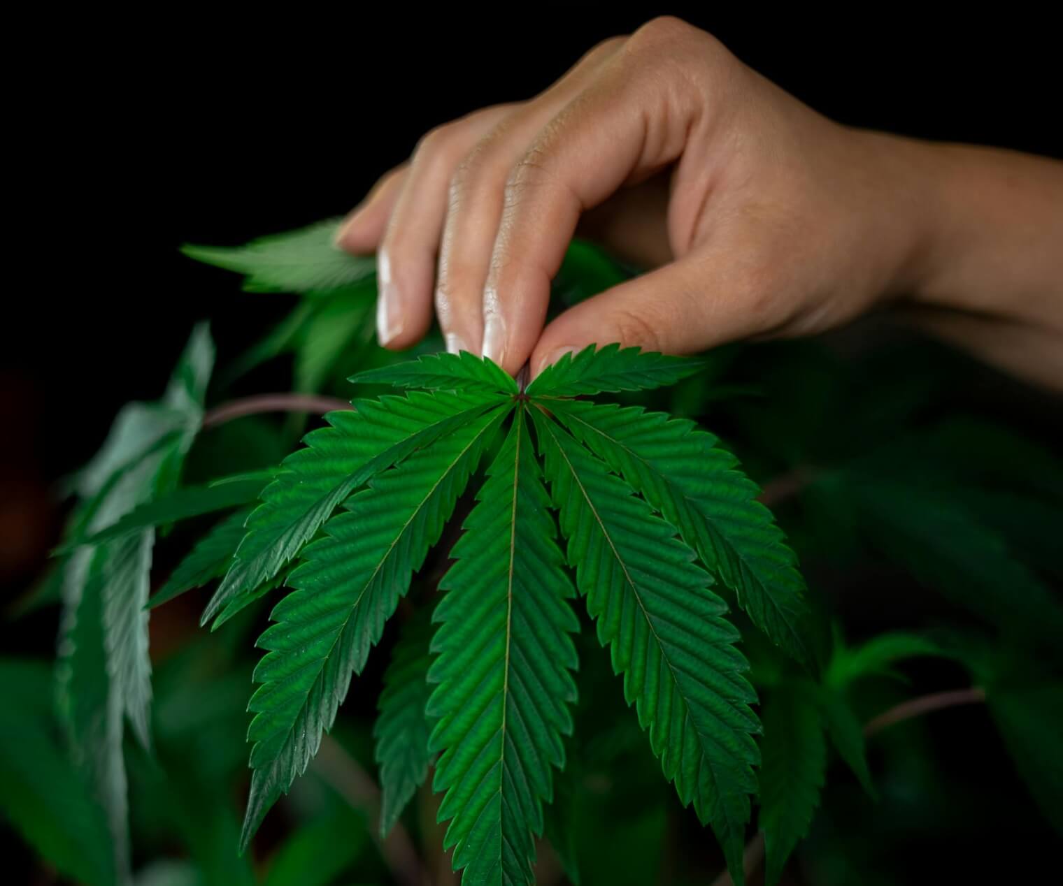 Image of Delving into Tangerine Dream strain